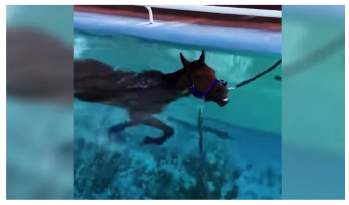 گھوڑے کی سوئمنگ پول میں تیراکی، ویڈیو سوشل میڈیا پر وائرل
